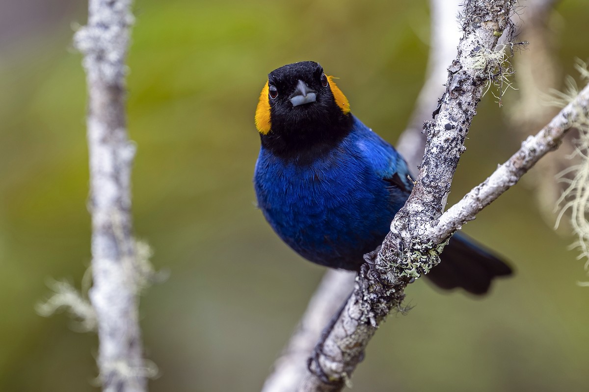Yellow-scarfed Tanager - ML646764953