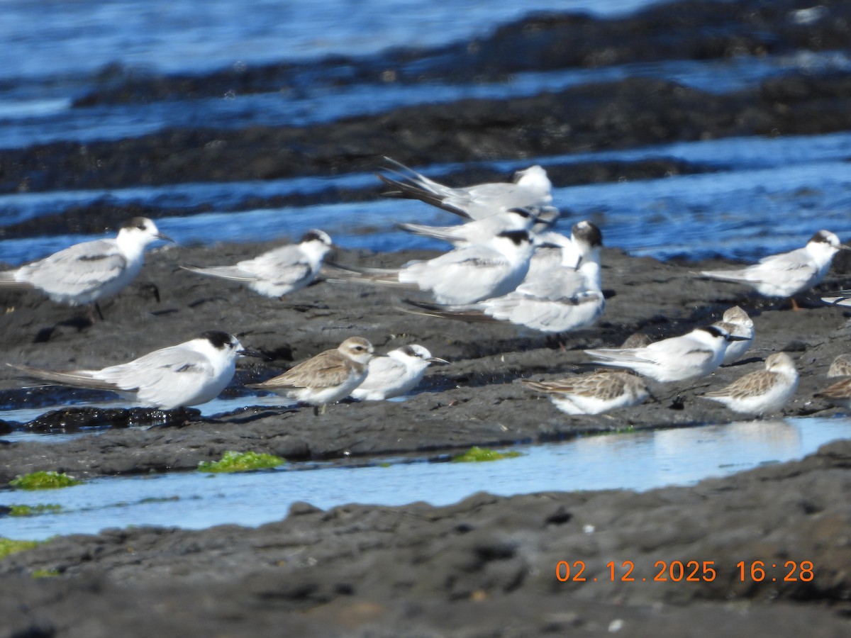 Chorlitejo Mongol - ML646764954