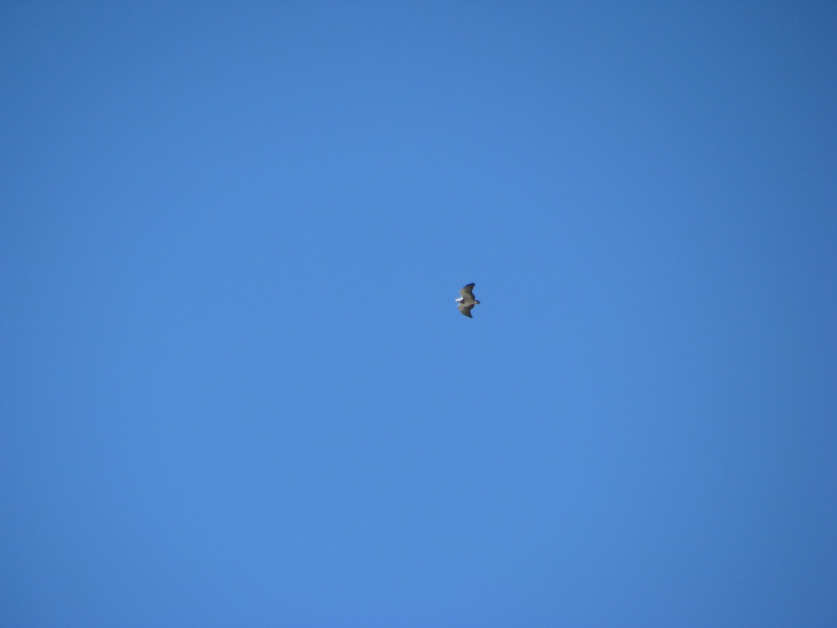 Black-chested Buzzard-Eagle - ML646764971