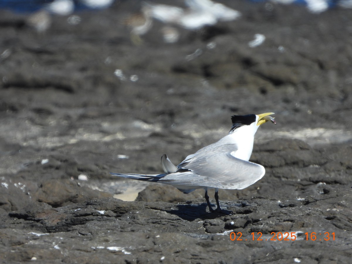 Charrán Piquigualdo - ML646764973