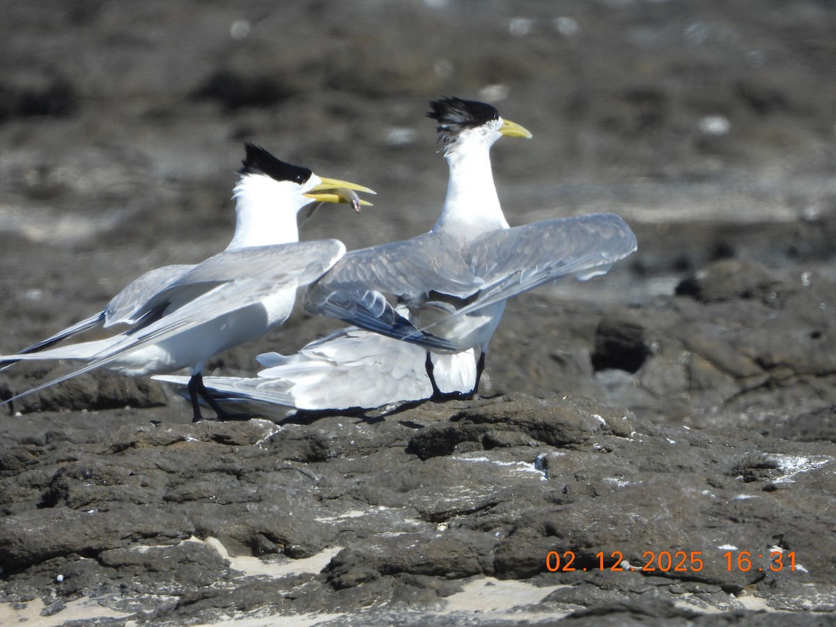 Charrán Piquigualdo - ML646764974