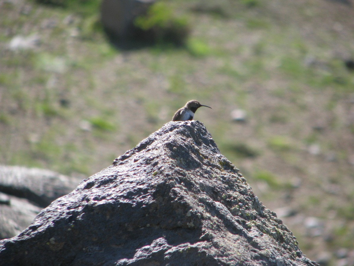 White-sided Hillstar - ML646764979