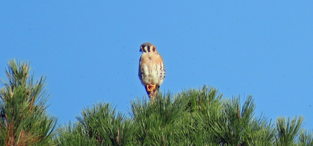 בז אמריקני - ML646764981