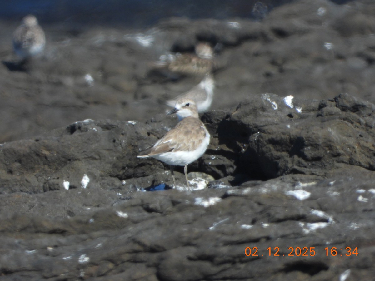 Chorlitejo Mongol - ML646764982