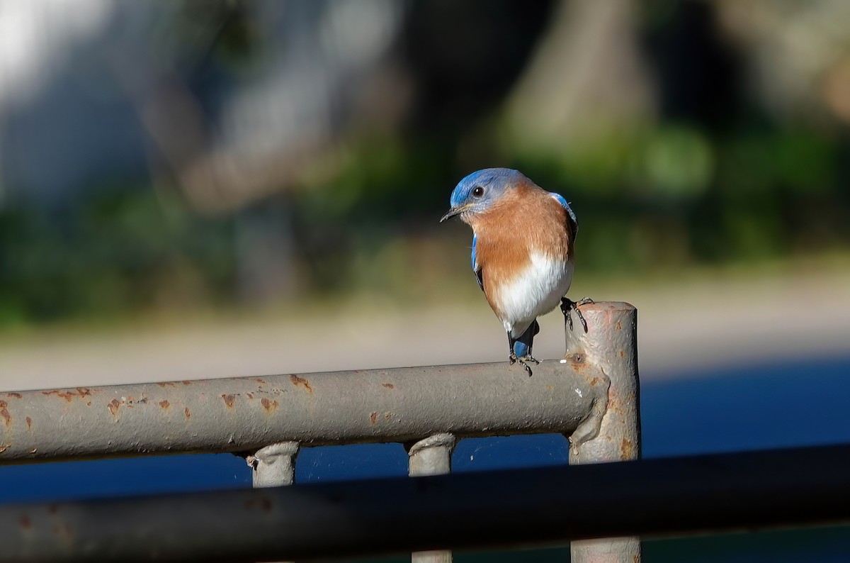 Eastern Bluebird - ML646764983