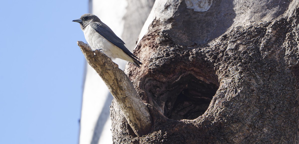 White-breasted Woodswallow - ML646764986