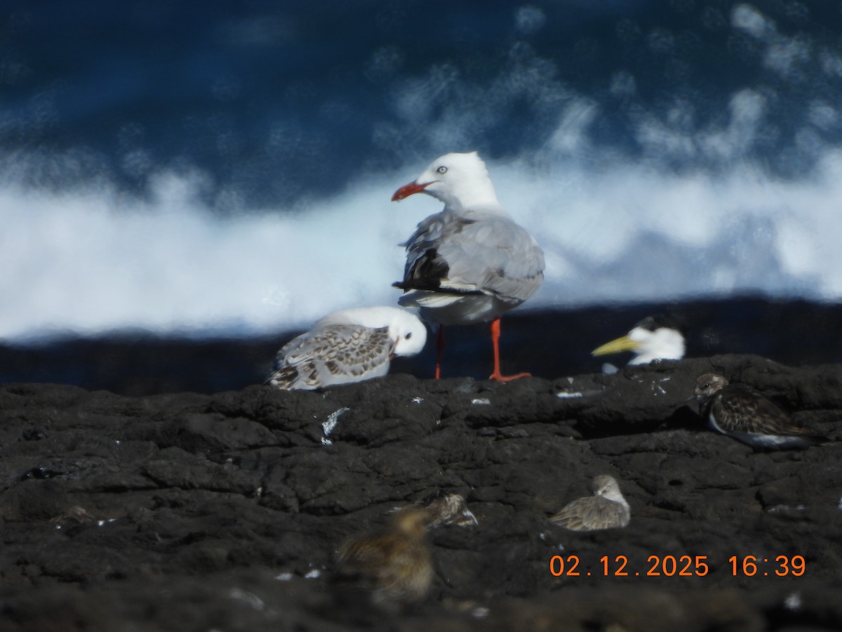 Gaviota Plateada Australiana - ML646764992