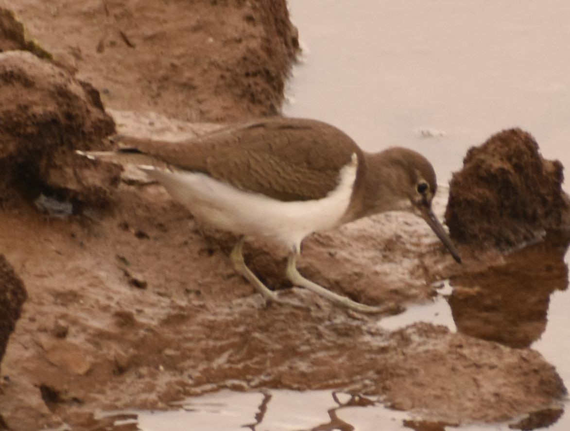 Common Sandpiper - ML646765002