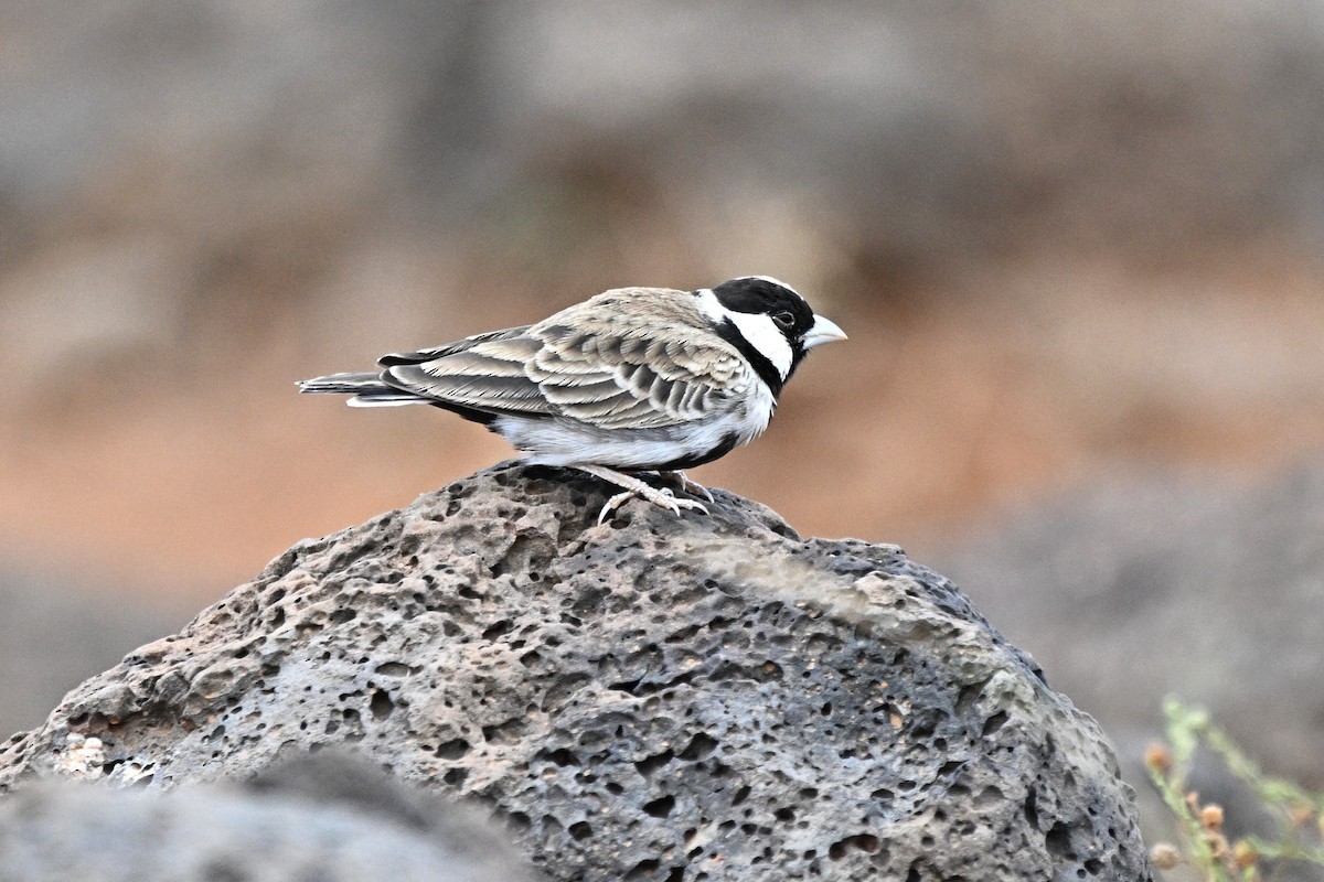 Chestnut-headed Sparrow-Lark - ML646765003