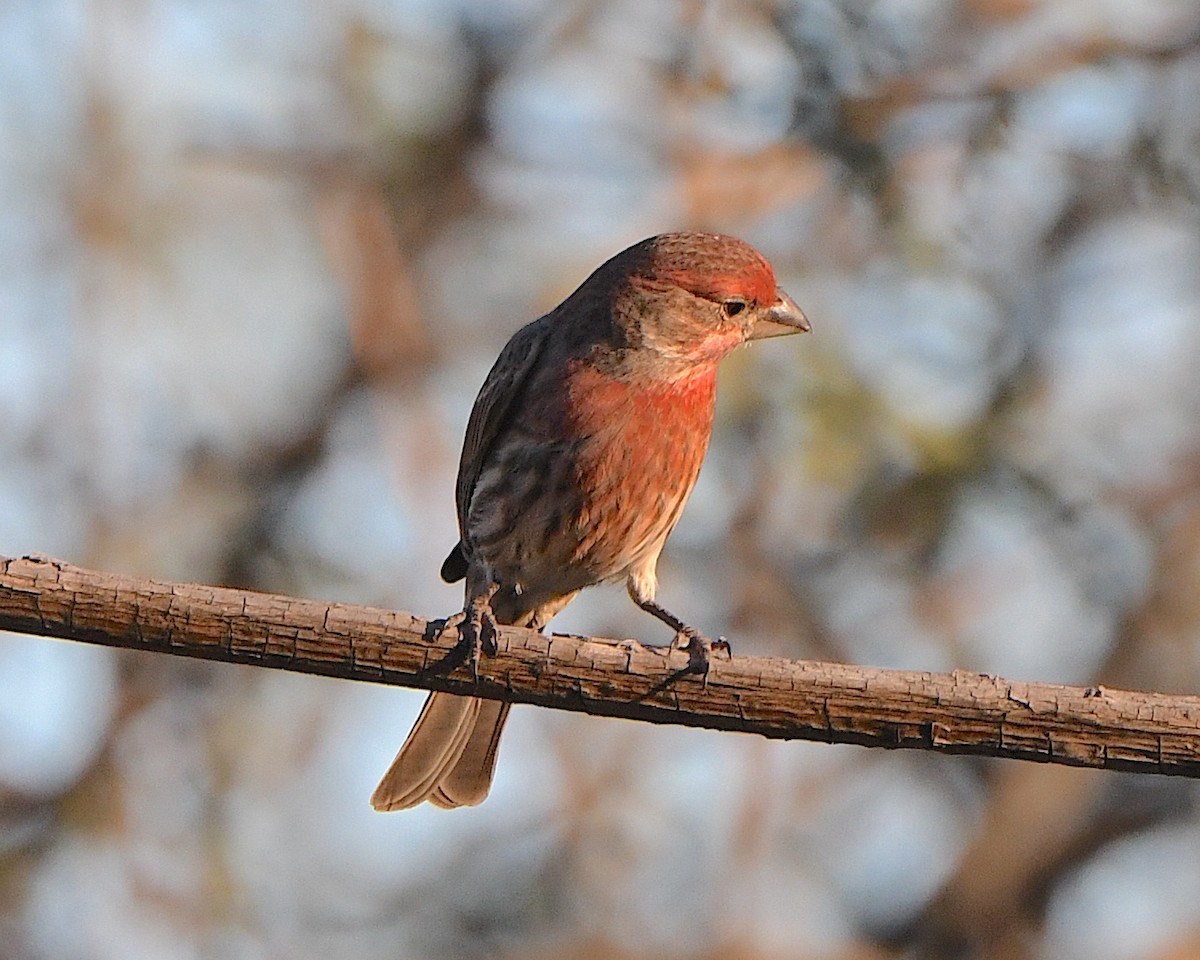 House Finch - ML646765004