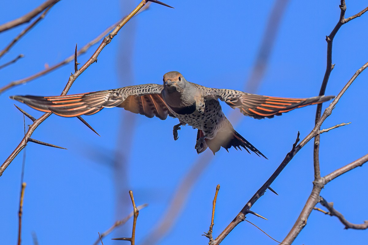 Northern Flicker (Red-shafted) - ML646765005