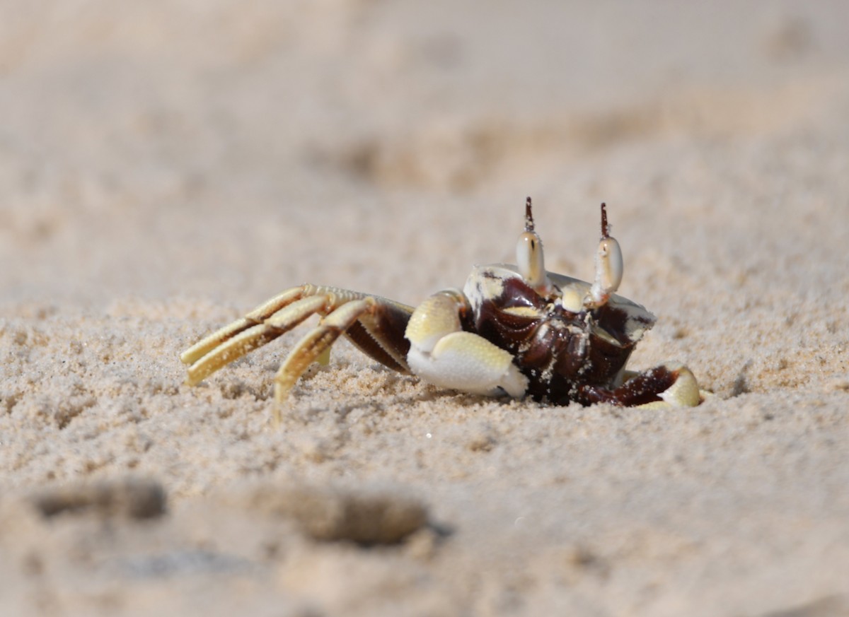 Ghost Crabs - ML646765006
