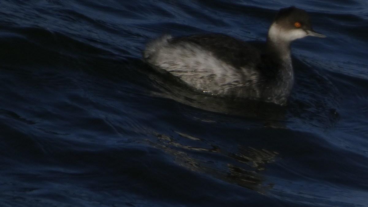Eared Grebe - ML646765007