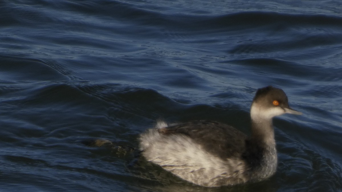 Eared Grebe - ML646765008