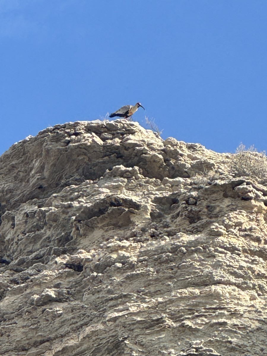 Black-faced Ibis - ML646765009
