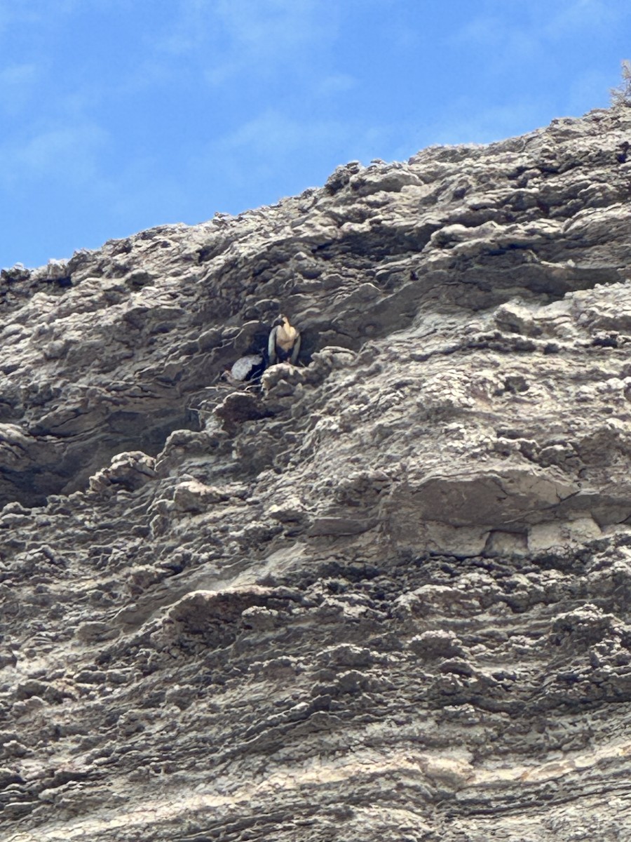 Black-faced Ibis - ML646765010