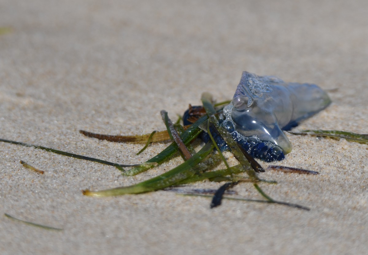 Portuguese Man o' War - ML646765014