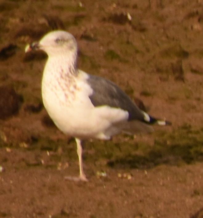 Lesser Black-backed Gull - ML646765015