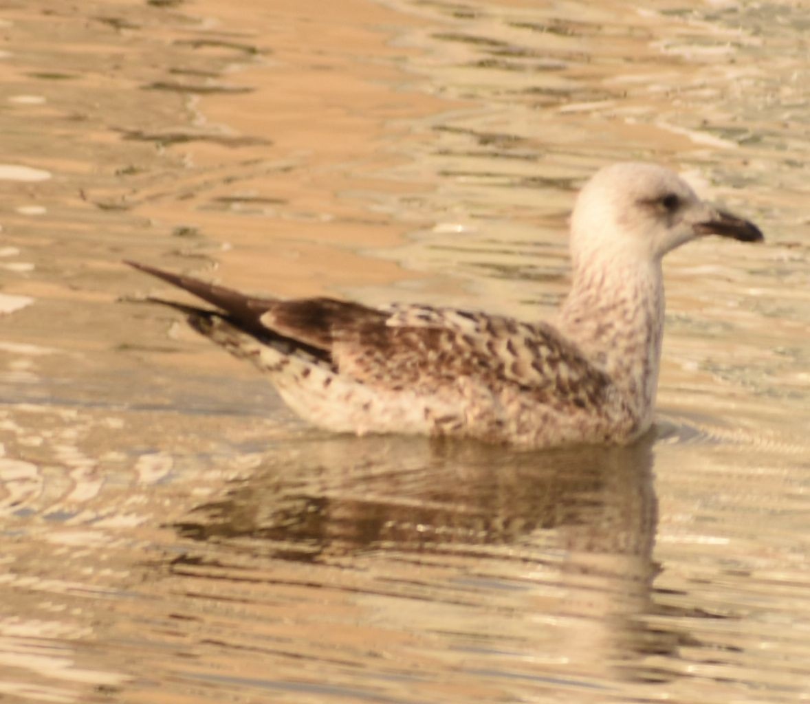 Lesser Black-backed Gull - ML646765016