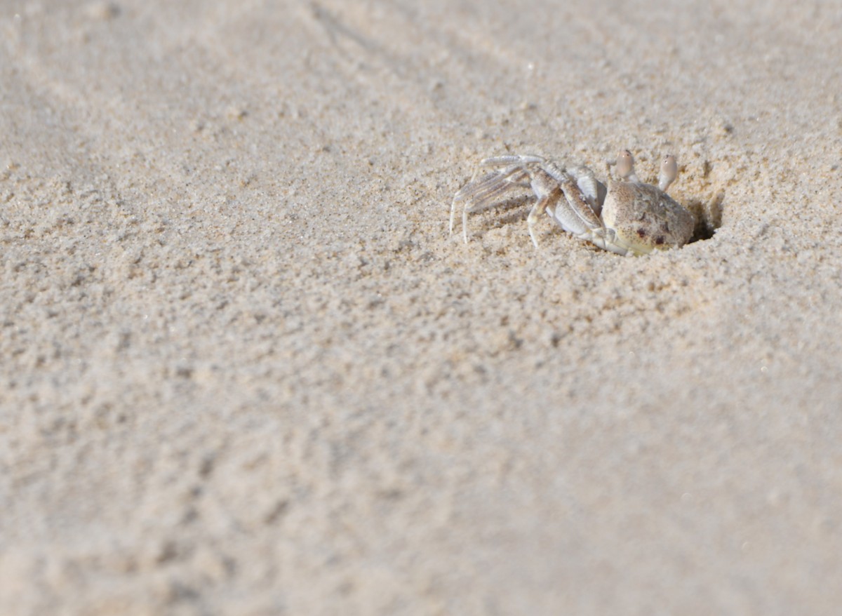 Ghost Crabs - ML646765017
