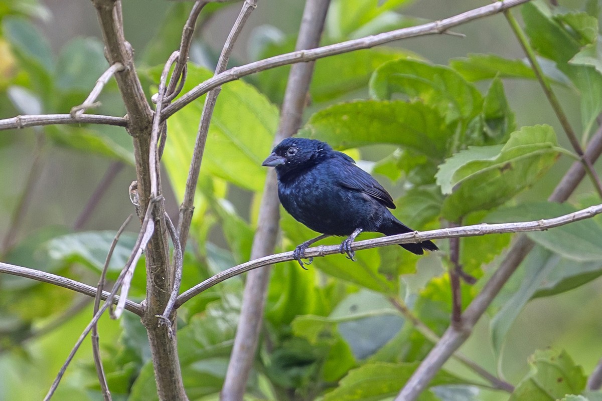 Blue-black Grassquit - ML646765019