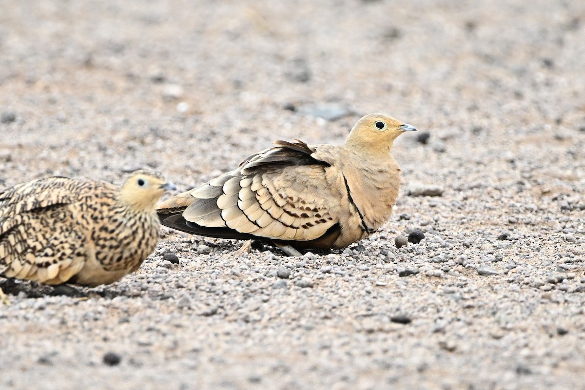 Chestnut-bellied Sandgrouse - ML646765020