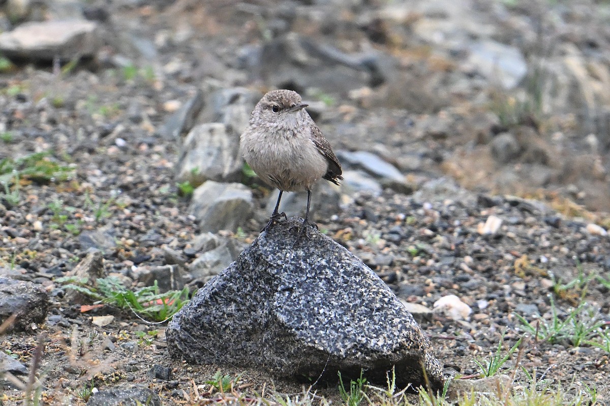 Rock Wren - ML646765022