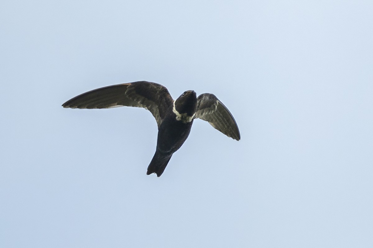 White-collared Swift - ML646765023