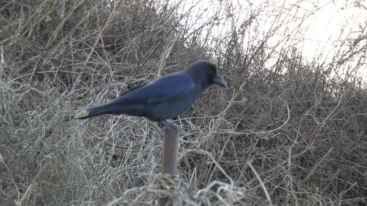Large-billed Crow - ML646765024