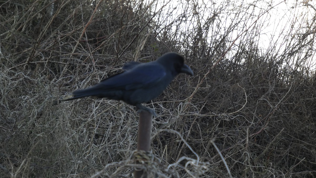 Large-billed Crow - ML646765025