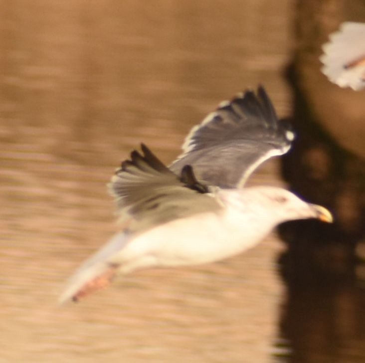 Lesser Black-backed Gull - ML646765028