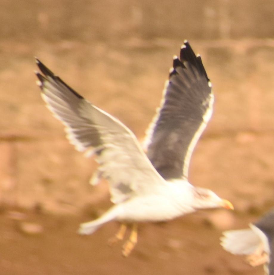 Lesser Black-backed Gull - ML646765029