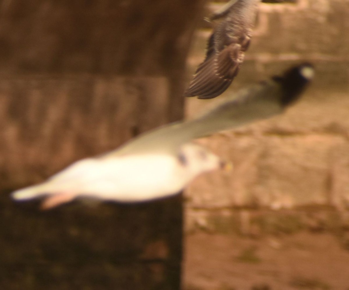 Lesser Black-backed Gull - ML646765031
