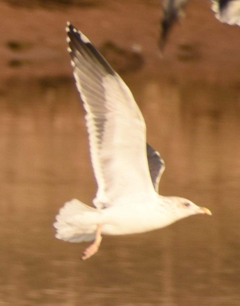 Lesser Black-backed Gull - ML646765032