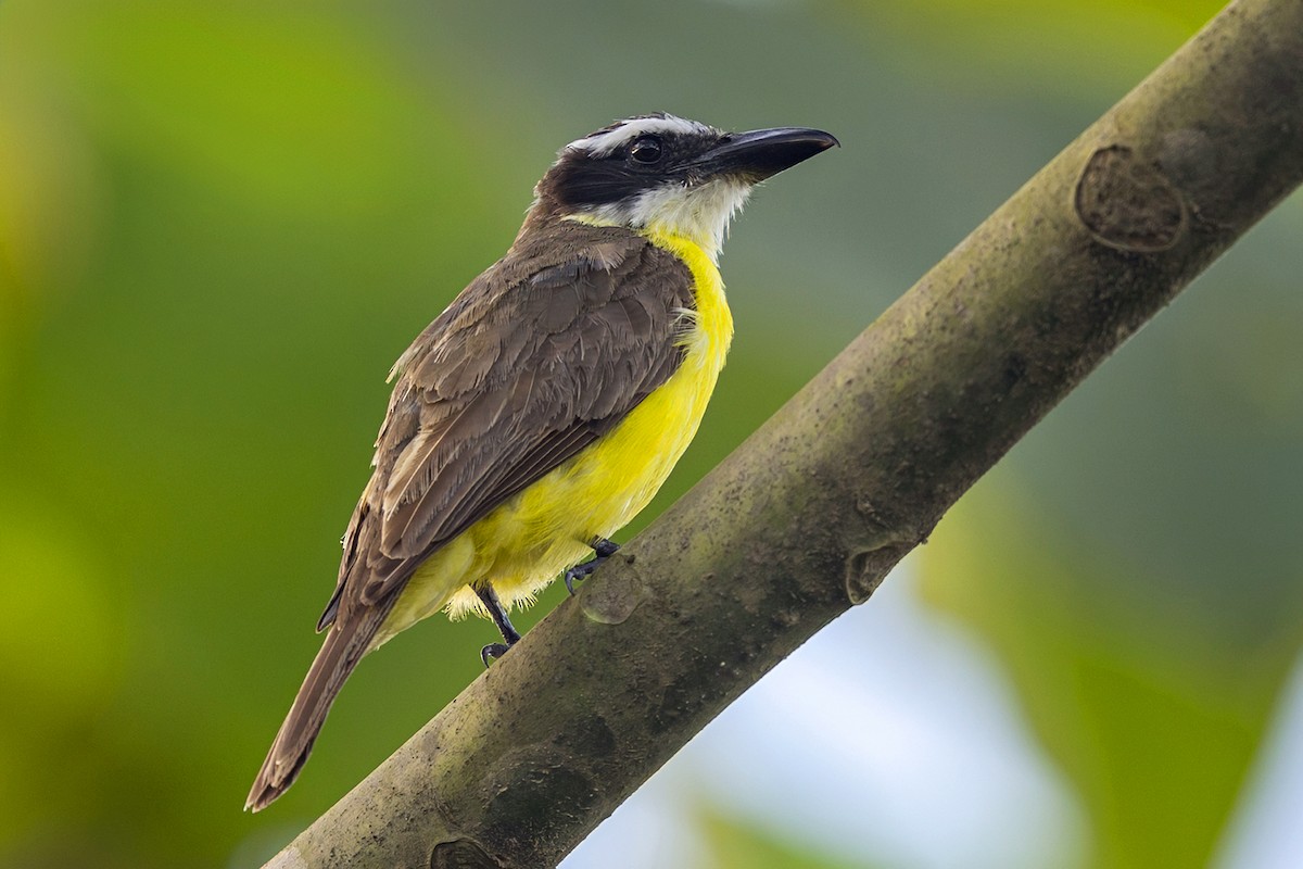 Boat-billed Flycatcher - ML646765034