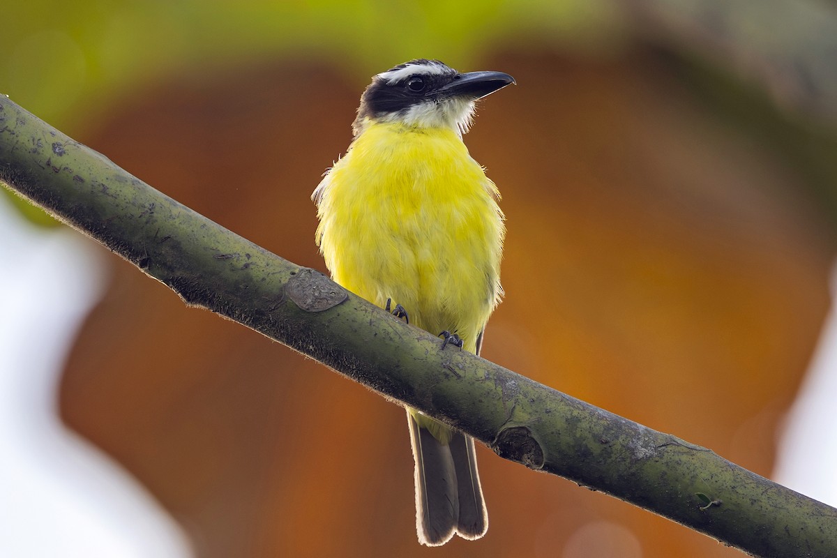 Boat-billed Flycatcher - ML646765035