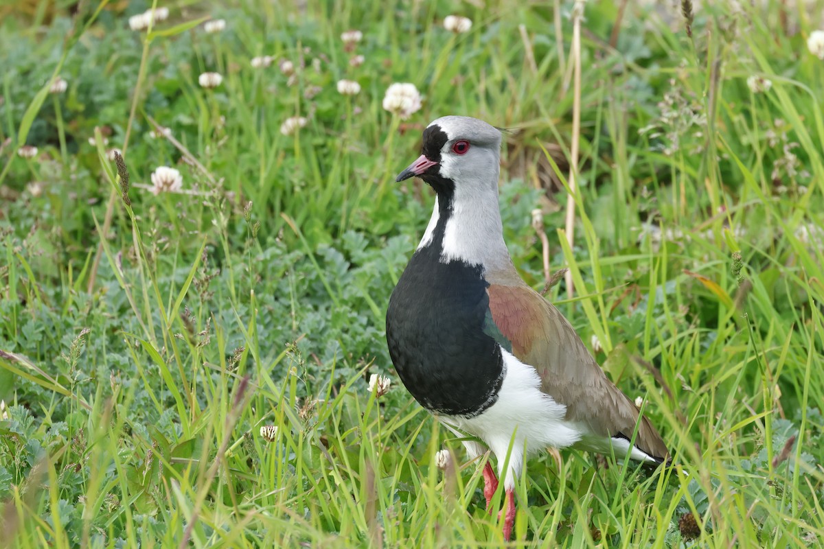 Southern Lapwing (chilensis/fretensis) - ML646765038