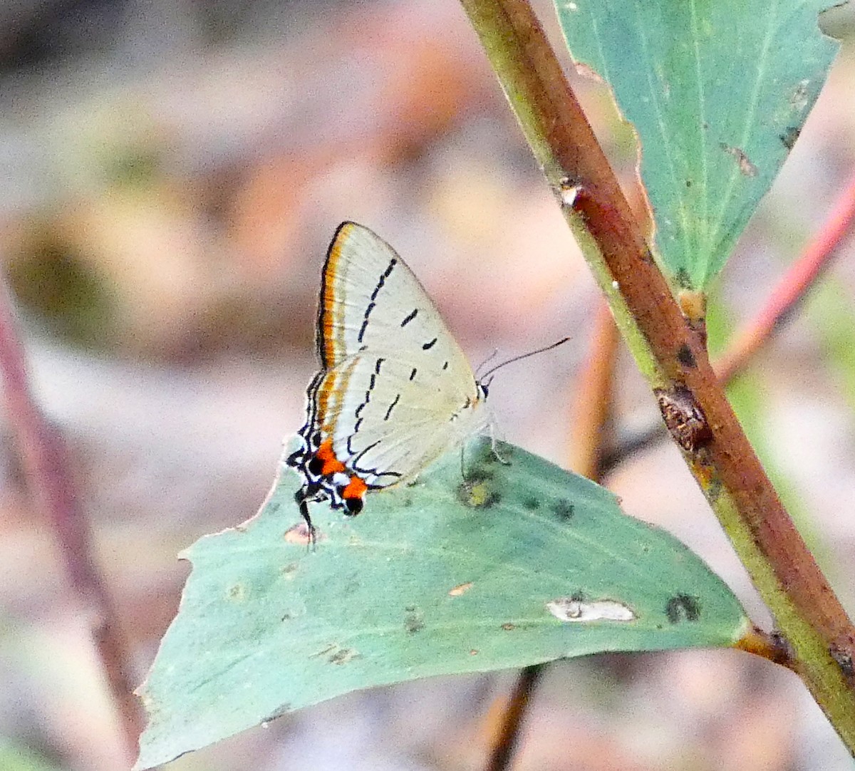 Common Imperial Blue - ML646765040