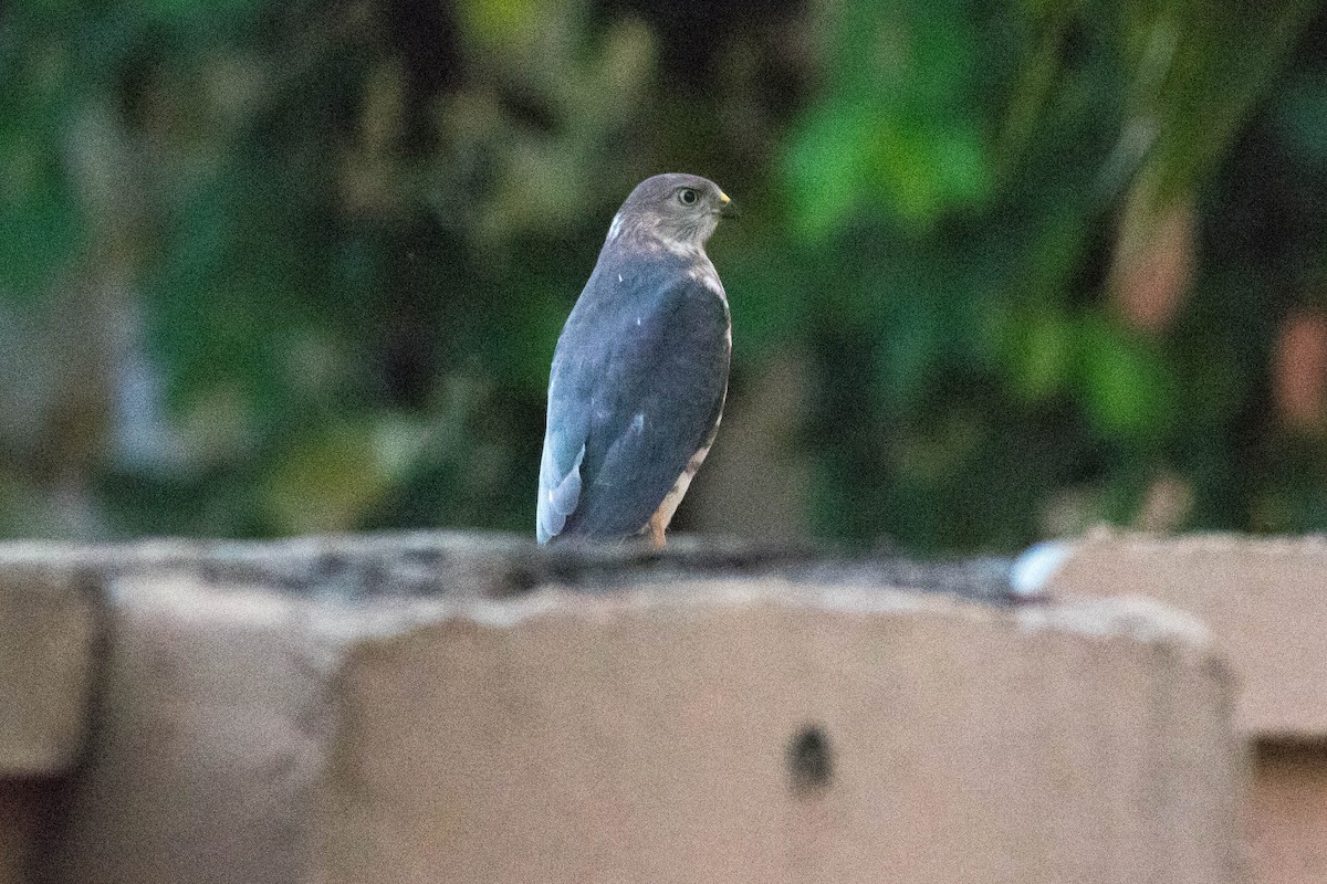 Schikrasperber - ML646765041