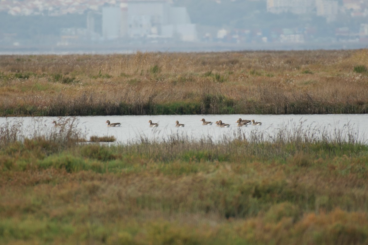 Graylag Goose - ML646765042