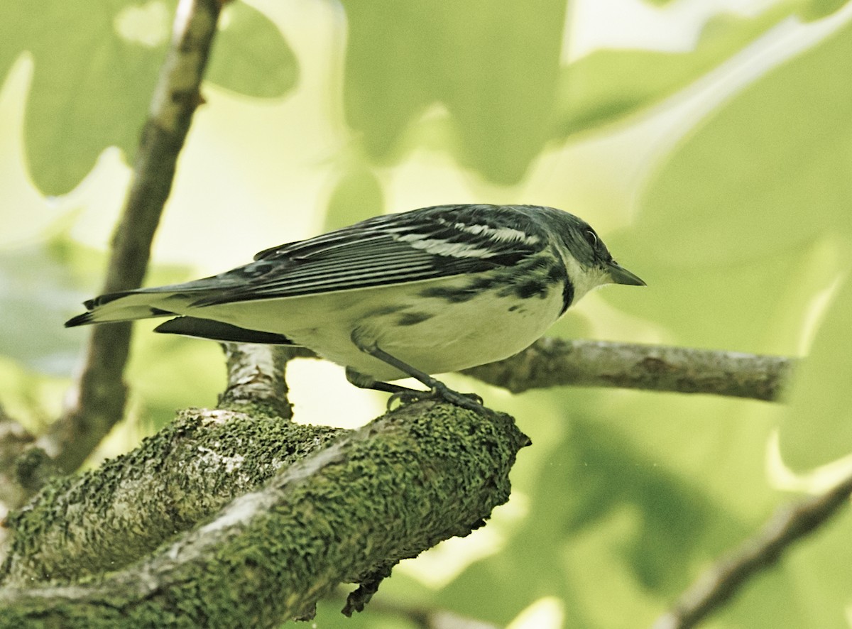 ミズイロアメリカムシクイ - ML646765047