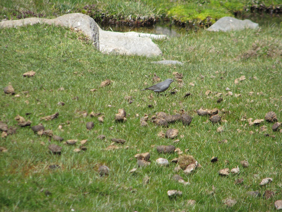 Plumbeous Sierra Finch - ML646765054