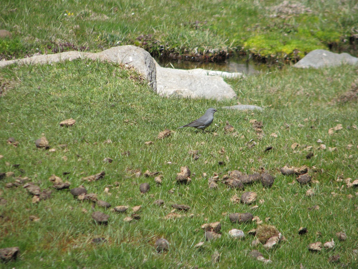 Plumbeous Sierra Finch - ML646765055