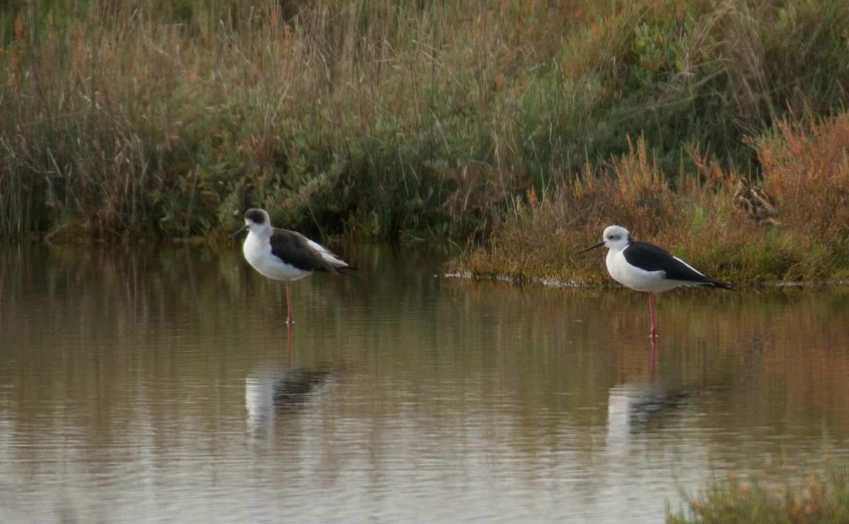 Uzunbacak - ML646765057