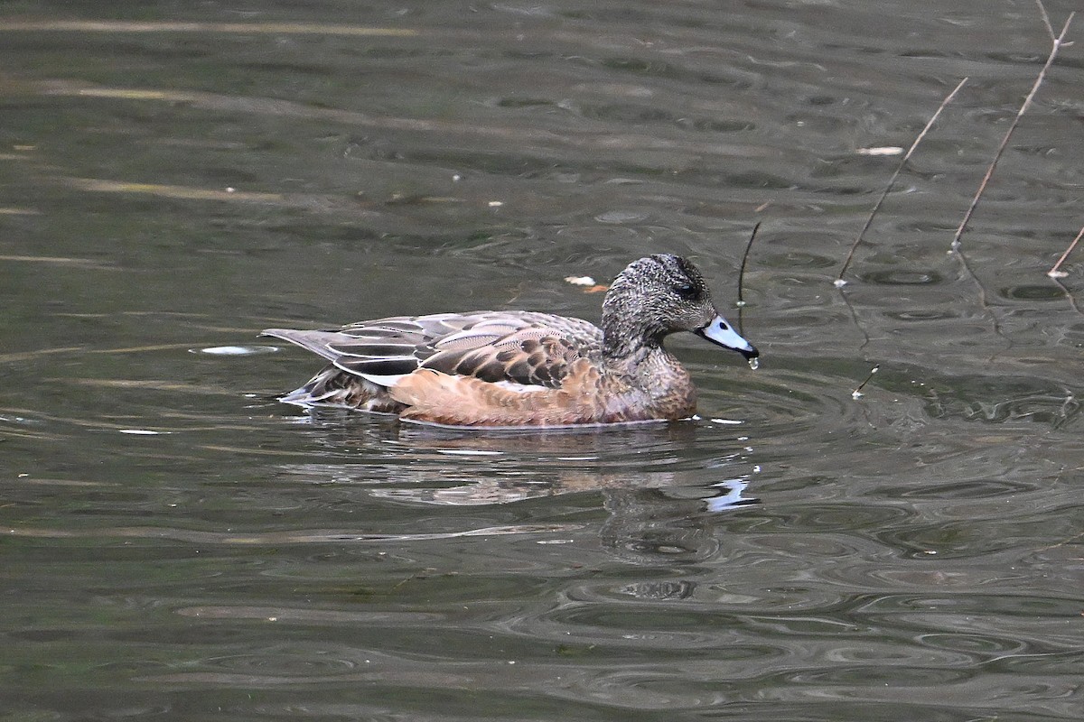 Американская свиязь - ML646765058