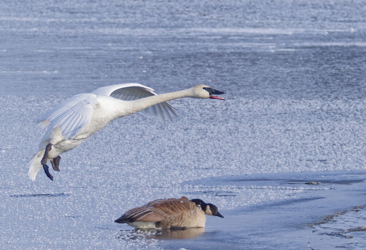 Borazancı Kuğu - ML646765059