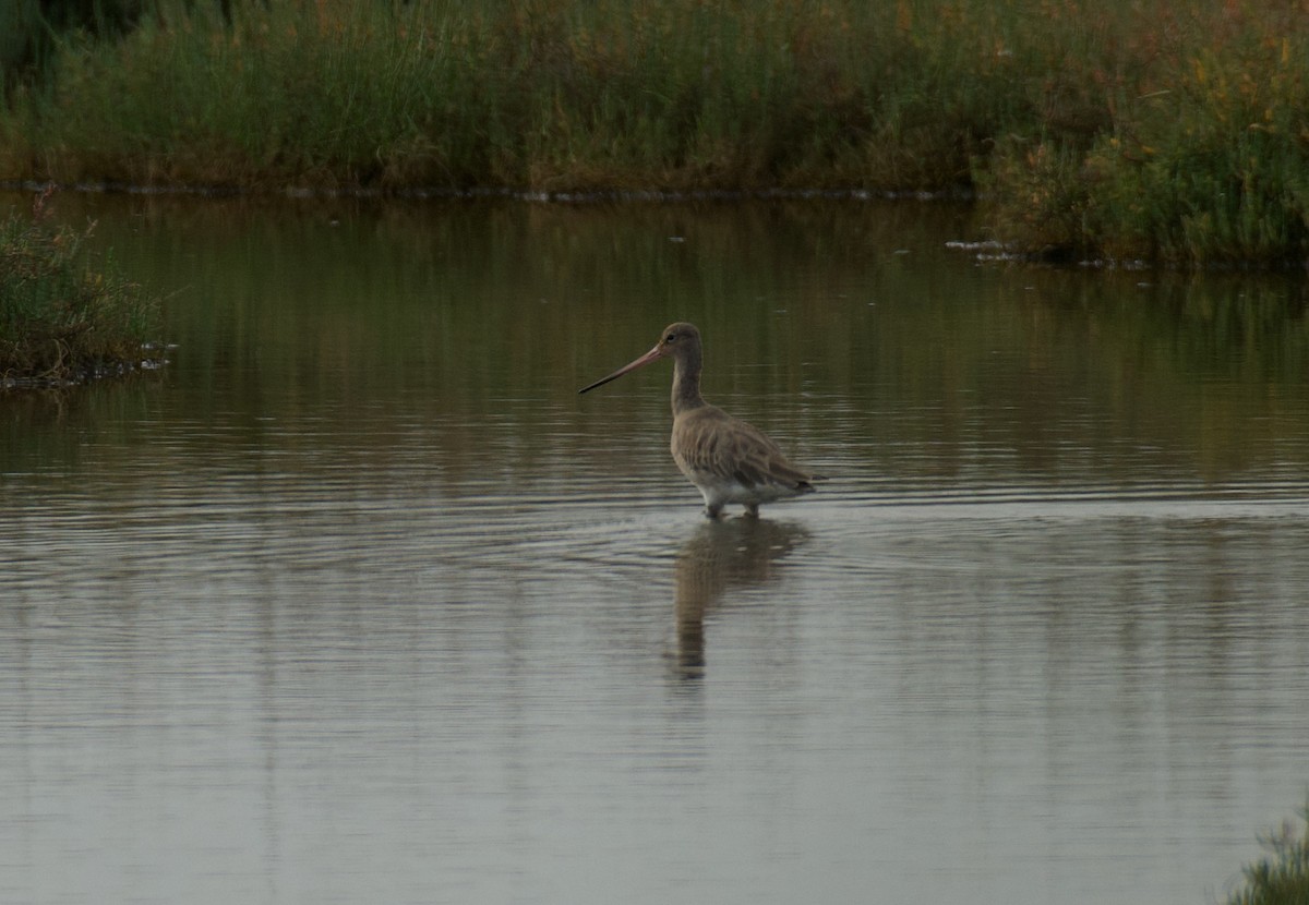 Çamurçulluğu - ML646765060
