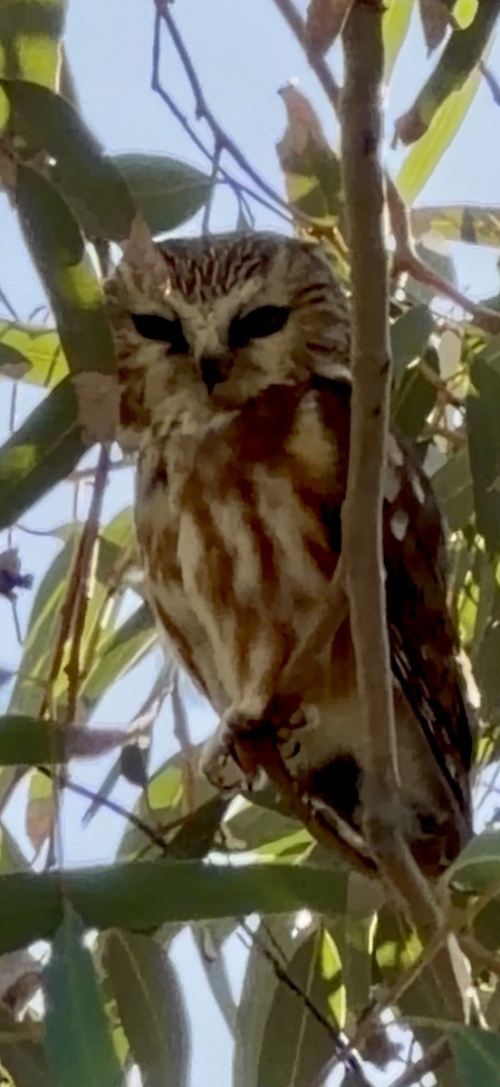 Northern Saw-whet Owl - ML646765063