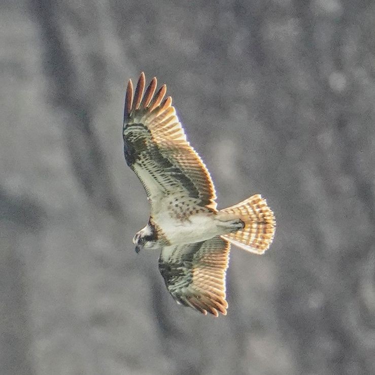 Águila Pescadora - ML646765064