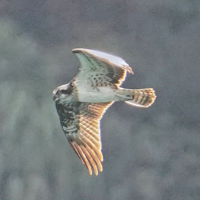 Águila Pescadora - ML646765065